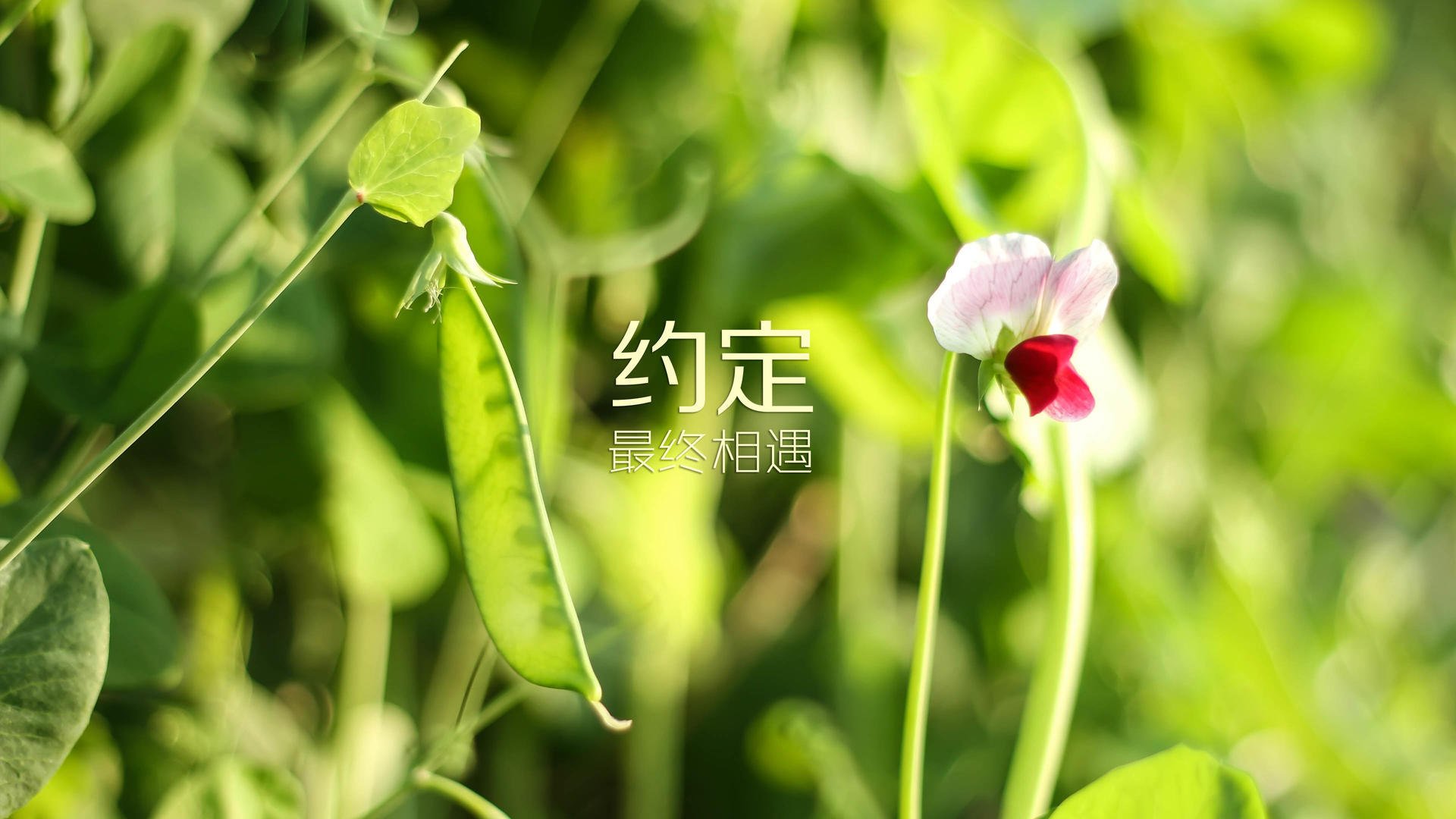 AYX体育官网-挪威_力克土耳其 领跑欧预赛小组，挪威对土耳其实况