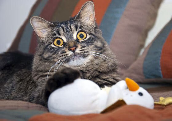 Chinese Taipei乒乓战术:精准预测与快速反应,台湾报道乒乓球