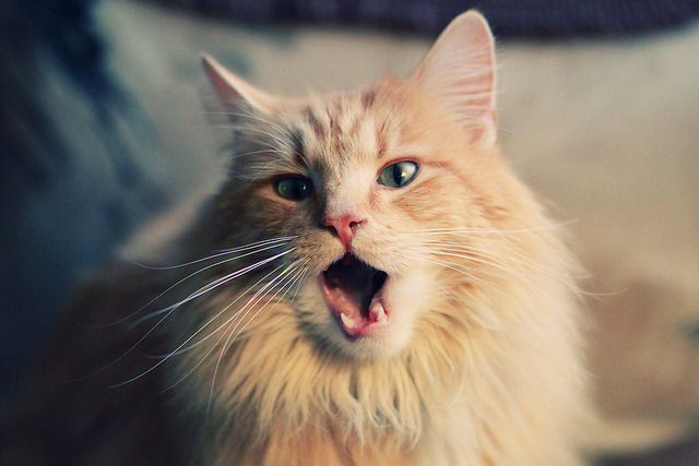 网球国家队赛季总结会议圆满召开,网球2021赛季