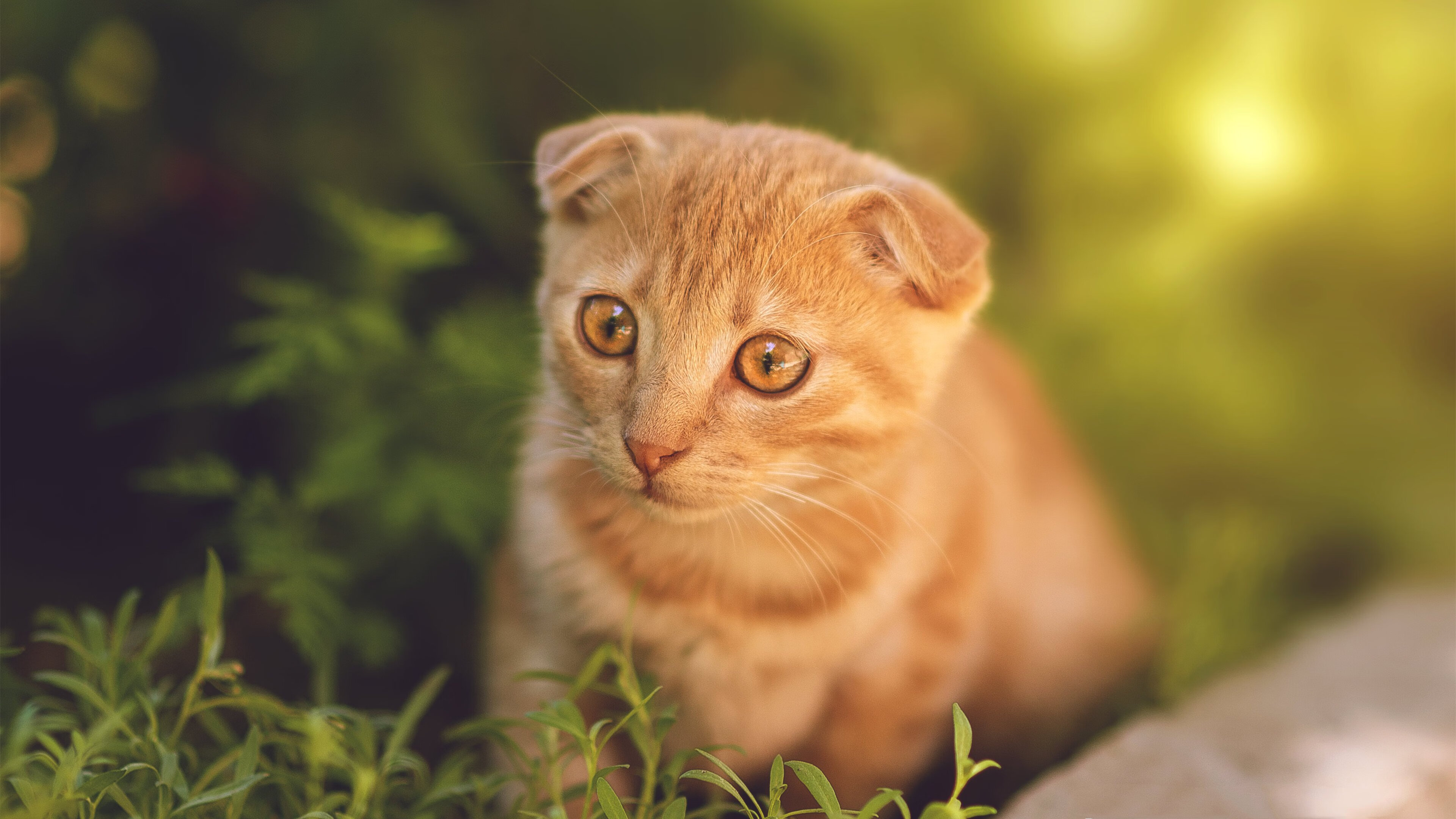 “游泳项目聚焦!2025世界游泳锦标赛,谁将创造新纪录?”