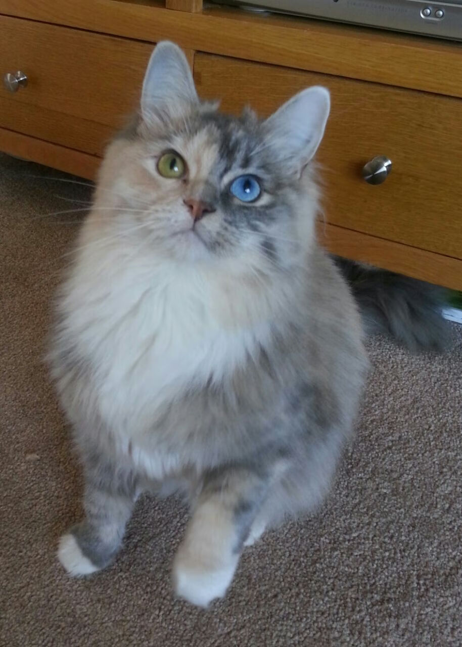 中国三人篮球男队注重团队精神培养,中国三人男子篮球队队员