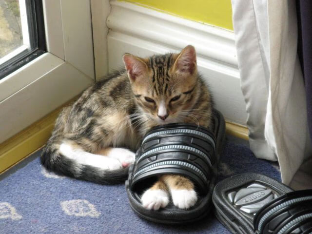 爱游戏娱乐网址-中国体育科研团队研发智能训练反馈系统，中国体能训练年会