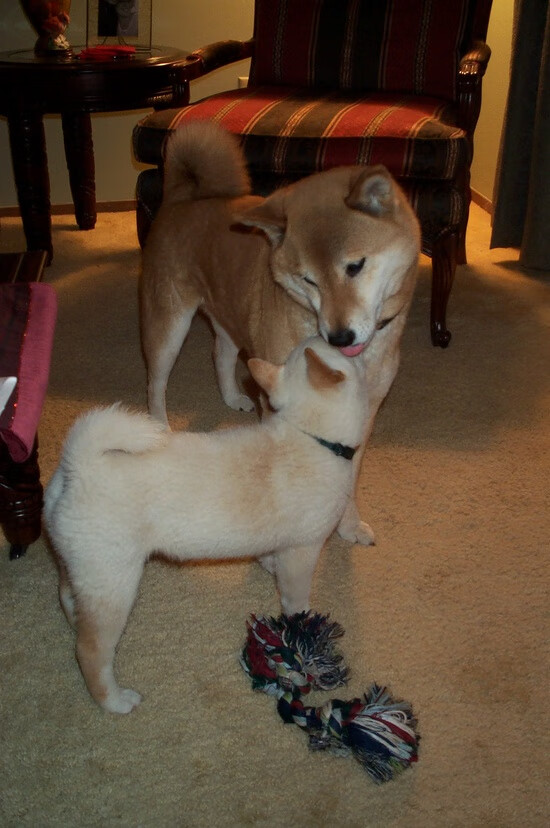 中国男篮备战亚预赛新战术曝光引发热议,男篮亚预赛中国队