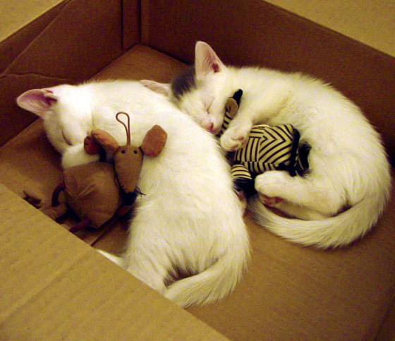 五大联赛是否更注重控球中断后的重新组织路径,五大联赛球风